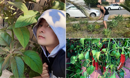 'Mát tay' trồng cây, diễn viên Hoàng Anh khoe khu vườn nhỏ xinh, trĩu trái ở Mỹ
