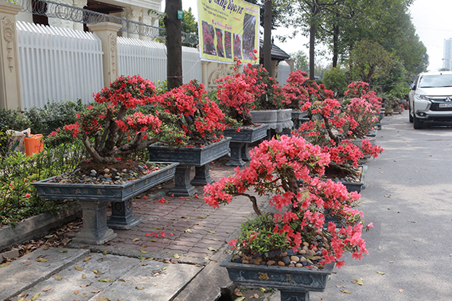 hoaloakentrang-ngoisao.vn-w700-h730.jpg 3