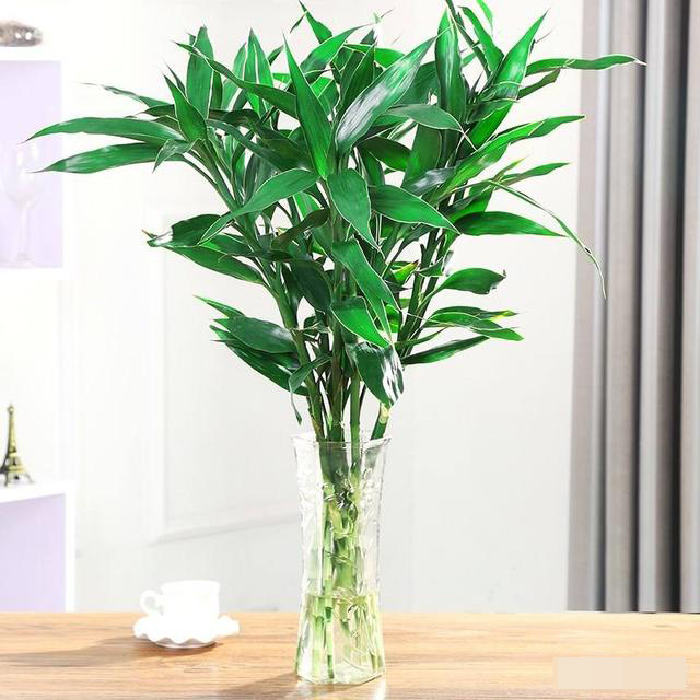 cây trồng phòng ngủ 1