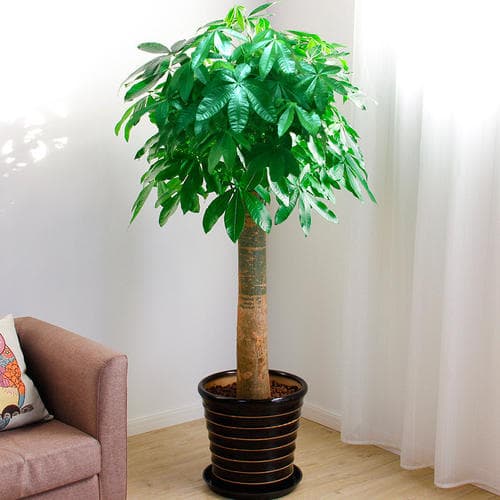cây cảnh 1