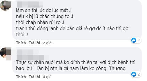 Tôm hùm chết 1