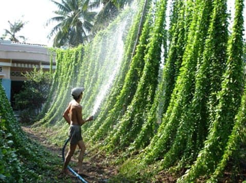 trồng cây sương sâm  5