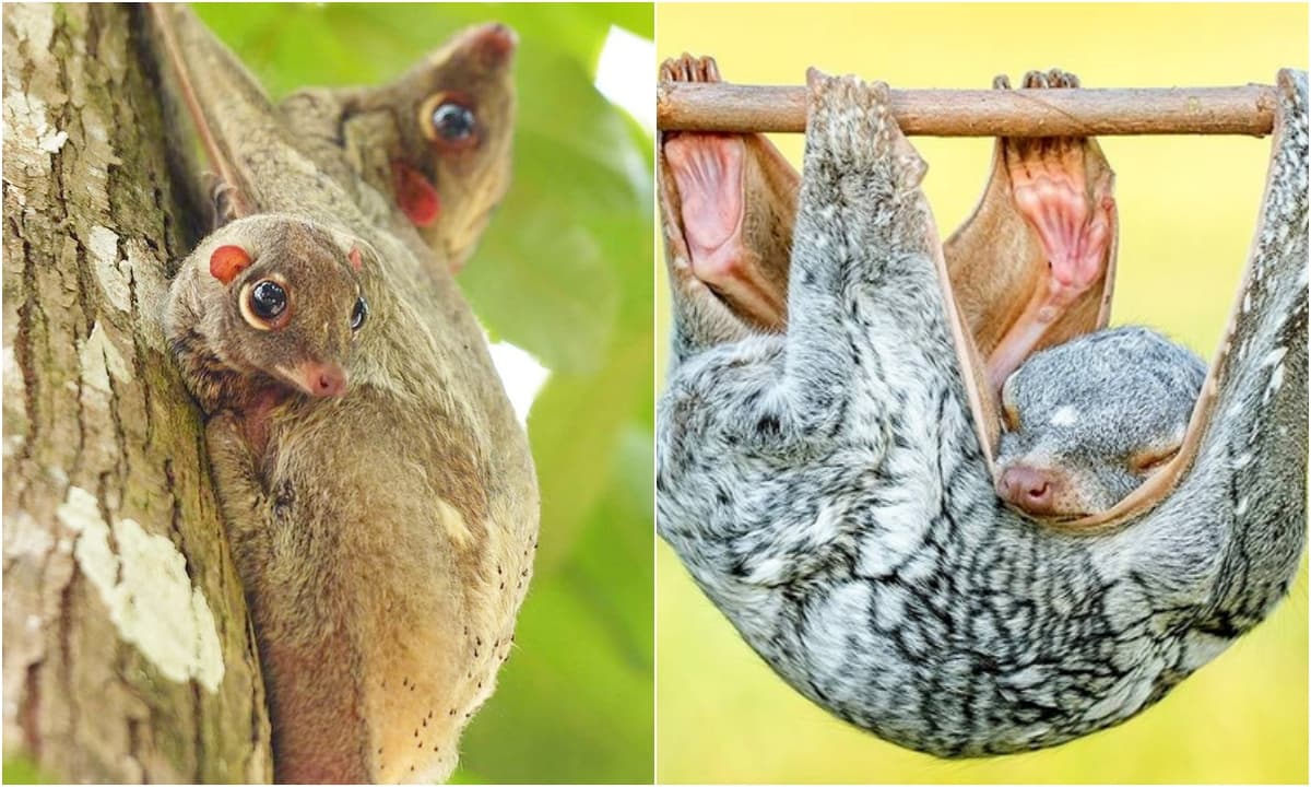 Loài vật quý hiếm chỉ có ở Việt Nam và 6 quốc gia khác: Nuôi con trong túi, có khả năng bay lượn siêu phàm