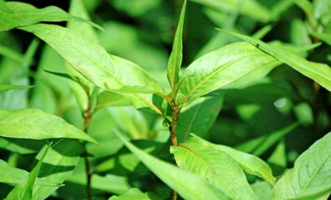 7-rau-nghe-ram-2.jpg 0