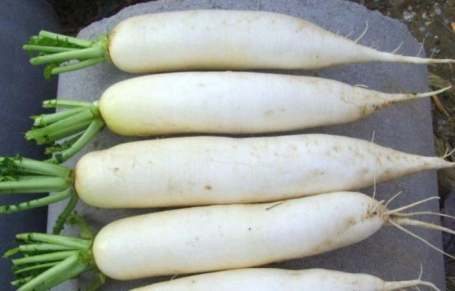 củ cải trắng 3