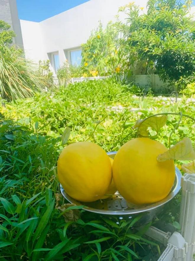 trồng rau trên sân thượng nắng nóng  7
