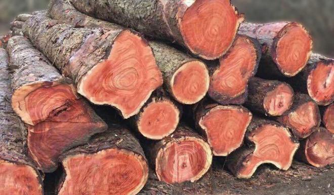 1 loại gỗ ở Việt Nam được mệnh danh là 'báu vật rừng xanh', có thời điểm giá lên tới nửa tỷ/m³ 0