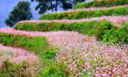 Khám phá 5 điểm đến nổi tiếng miền Bắc đang 'gây sốt' mỗi khi trời trở lạnh, khung cảnh cứ ngỡ châu Âu