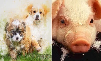 Top 3 con giáp may mắn nhất tuần tới, một bước lên tiên, tương lai rộng mở, làm gì cũng hái ra tiền Top 3 con giáp may mắn nhất tuần tới, một bước lên tiên, tương lai rộng mở, làm gì cũng hái ra tiền