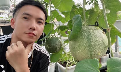 Khu vườn trĩu trái trên sân thượng của ca sĩ Phạm Trưởng Khu vườn trĩu trái trên sân thượng của ca sĩ Phạm Trưởng