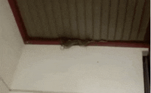 Nguyên 1 ổ rắn lúc nhúc làm tổ trên mái nhà khiến nữ chủ nhà chết khiếp