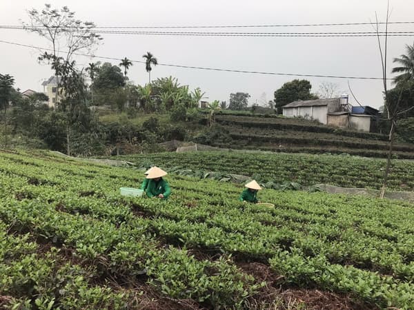 Trà Thái Nguyên, Trà Tân cương, Hải Trà Tân Cương