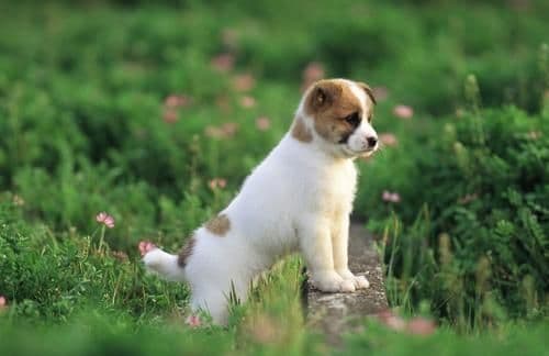 Tại sao chó thích ăn phân?