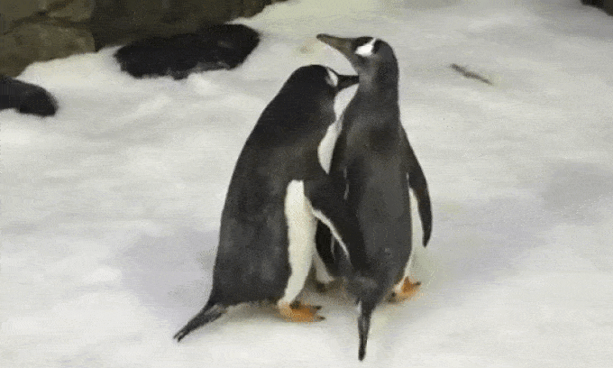 chim cánh cụt, bắc cực, nam cực