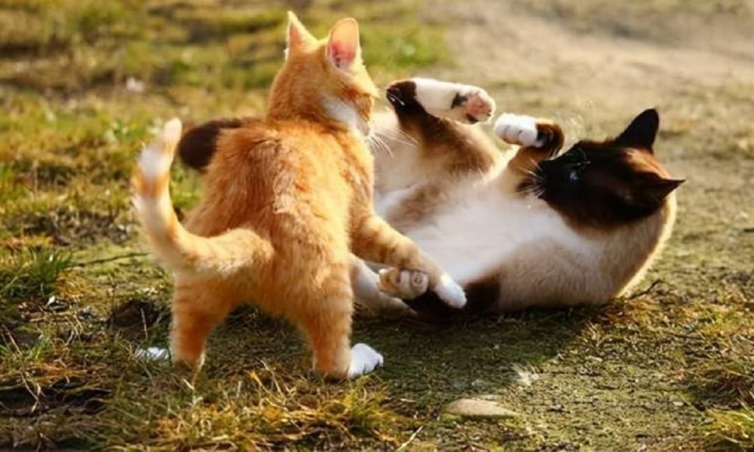 Một con mèo cái tấn công một con mèo đực đang là cảnh tượng thú vị của động vật hoang dã. Chúng tôi xin giới thiệu bạn đến hình ảnh ấn tượng này, để bạn có thể khám phá thêm về cách thức sinh tồn và săn bắt của các loài mèo hoang.