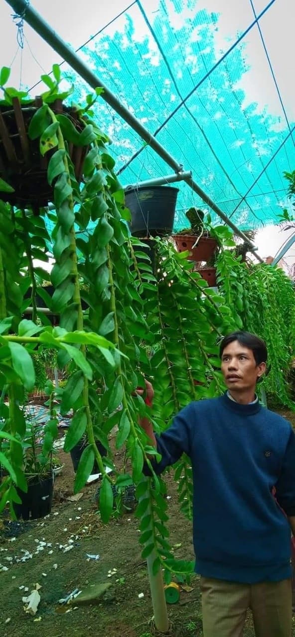 Đỗ Văn Đạt, nghệ nhân trồng lan, lan đột biến, hoa lan