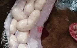 Cô gái bị chỉ trích khi khoe mổ trăn đang mang bầu để lấy cả trăm quả trứng bên trong