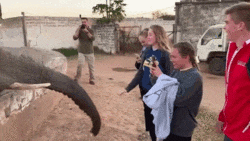 Giơ điện thoại chụp ảnh, cô gái bị voi nổi điên quất vòi thẳng vào mặt 