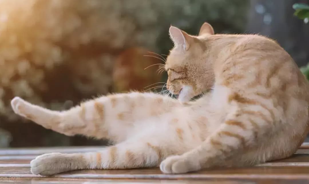 Mèo “liếm lông” 800 lần mỗi ngày. Tại sao mèo lại thích liếm lông đến vậy?