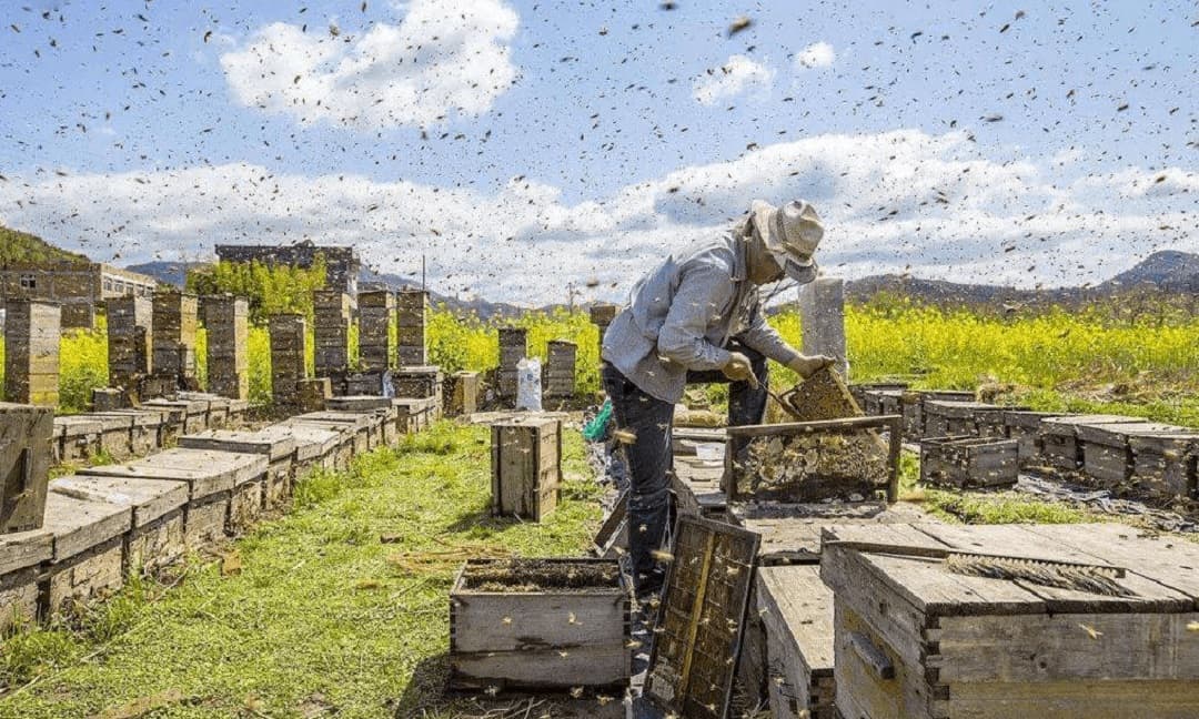 Tin tức ong vò vẽ mang lại những thông tin hữu ích và thú vị về hoạt động nuôi ong này. Xem hình ảnh để cập nhật những thông tin mới nhất về ong vò vẽ và cách nuôi chúng hiệu quả!