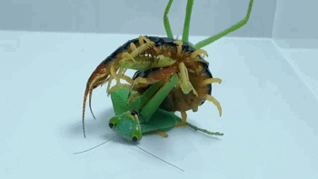 Bọ ngựa tử chiến kịch liệt với rết độc, cái kết không tưởng khiến nhiều người bất ngờ
