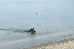 Lợn rừng từ dưới biển bất ngờ phi lên bờ khiến du khách bị doạ khiếp vía