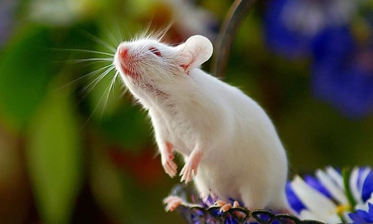Миллер мыши. Белая мышка. Белый мышонок. Маленькие белые мышки. Белая мышь красивая.