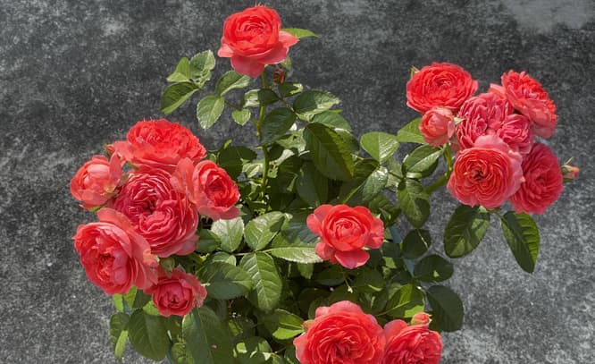Chia sẻ hơn 58 hoa hồng chanel hay nhất  trieuson5