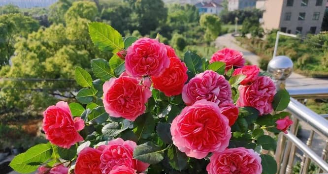 Hoa hồng leo Amandine Chanel có màu hồng cam