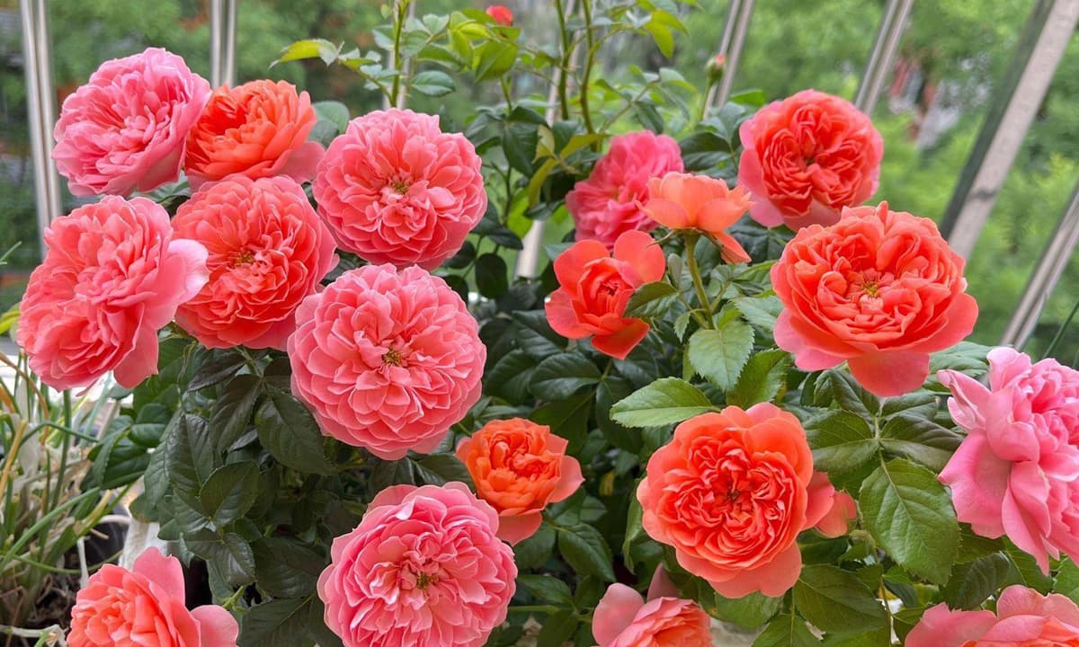 Hoa hồng leo Amandine Chanel có màu hồng cam