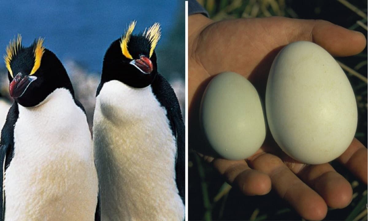 chim cánh cụt đẻ trứng hay đẻ con