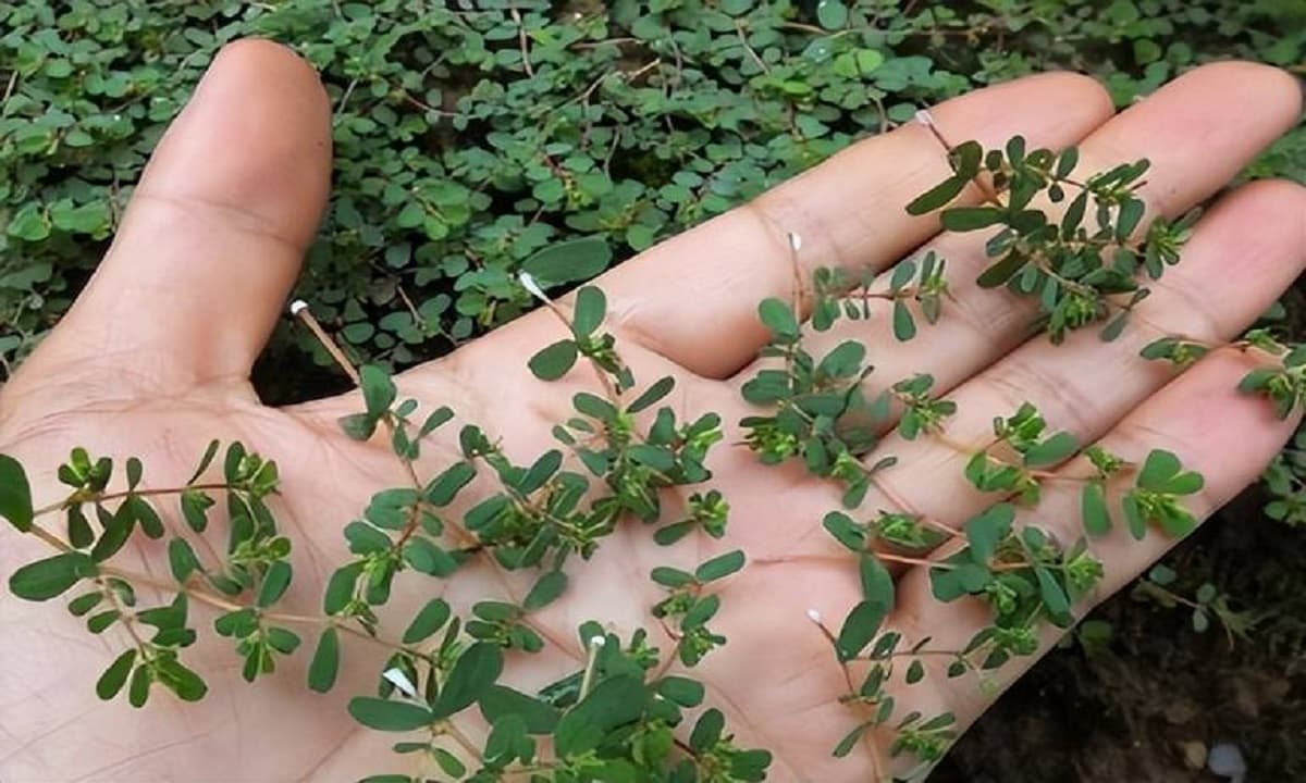 Cây cỏ sữa lá nhỏ Cây cỏ sữa lá nhỏ