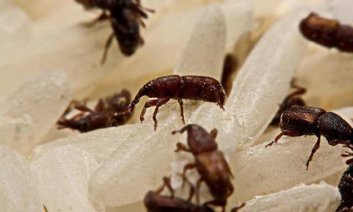 Bảo quản gạo mùa hè, dùng tiêu tỏi không được, dạy bạn 2 cách, giữ cả năm không sâu mọt