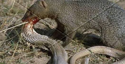 Nó đặc biệt chống lại rắn độc, rắn hổ mang khi nhìn thấy nó sẽ co lại và chúng sẽ cắn chết ngay cả khi không ăn nó