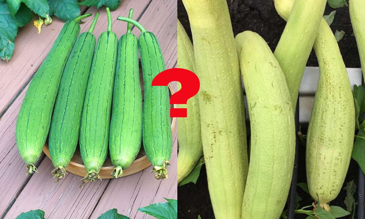 Mướp nên chọn quả có vỏ xanh đậm hay nhạt? Nghe chia sẻ từ người bán để  chọn được mướp ngon