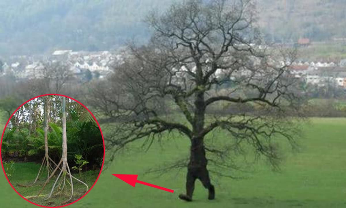 Dân bản địa tìm thấy một loại cây biết 'đi bộ' 20m/năm? Khoa học lý giải ra  sao về hiện tượng này?