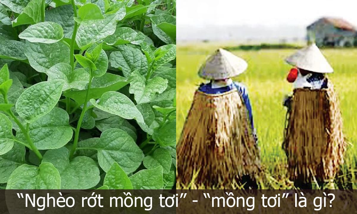 nghèo rớt mồng tơi, mồng tơi, nghèo rớt mồng tơi là gì