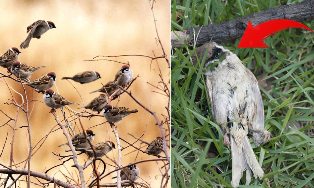 View - Chim sẻ có rất nhiều, nhưng tại sao xác chim sẻ hiếm khi được tìm thấy? Tìm hiểu về vòng đời đặc biệt của loài chim sẻ
