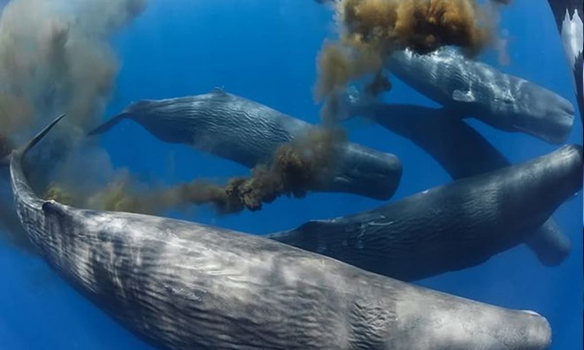 View - Cá voi xanh ị 2 tấn phân một lúc! Bạn có biết phân cá voi xanh có tác dụng gì không? 