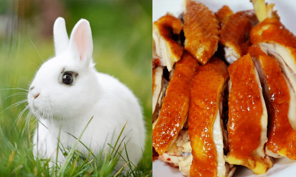Thỏ sinh sản siêu mạnh, tại sao thịt thỏ không phải là nguồn thịt chính của con người?