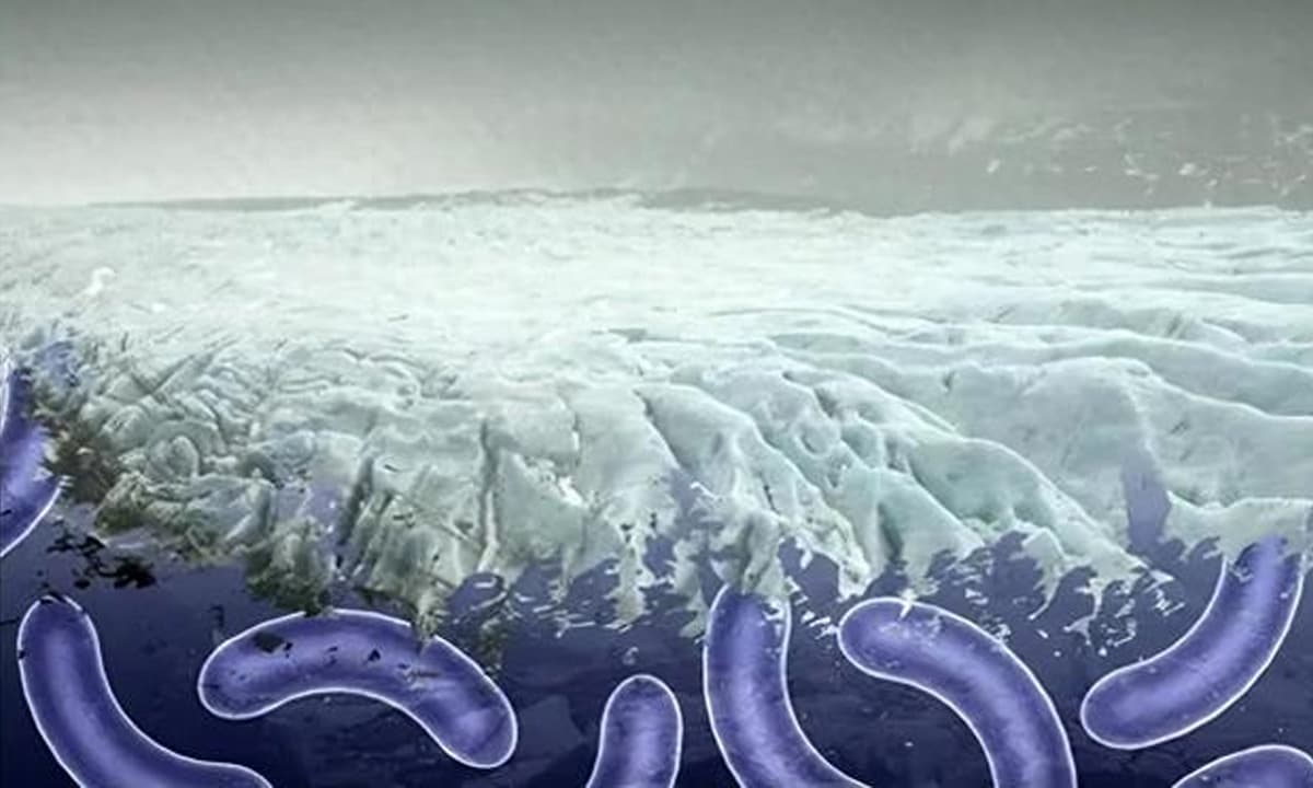 Khủng hoảng vùng cực: Liệu khí hậu nóng lên có gây ra sự lây lan của các loại virus không hoạt động?
