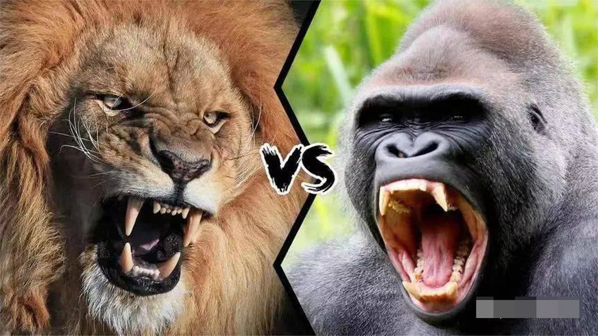 View - Tại sao hổ và sư tử ăn thịt muôn loài nhưng lại không ăn thịt khỉ đột? Sự thật được tiết lộ! 
