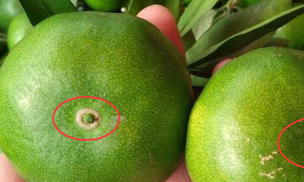 Quả cam cũng được chia thành đực và cái? Người trồng trái cây cho biết: Nhìn vào 3 nơi để chọn được cam cái có vỏ mỏng và ngọt