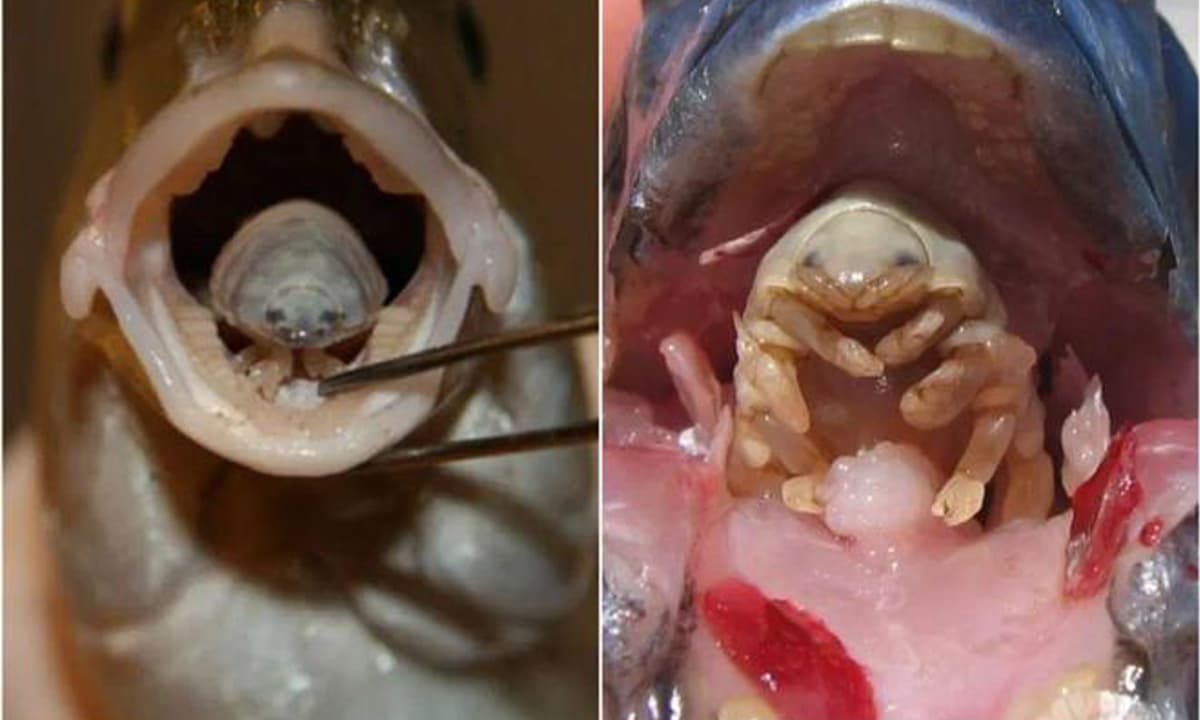 View - Loài ký sinh trùng đáng sợ: Chui vào miệng cá ăn lưỡi cá rồi thay thế