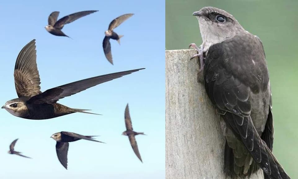 View - Làm thế nào mà chim yến có thể bay trong nhiều tháng mà không hạ cánh, ăn, uống và thậm chí giao phối trên không?