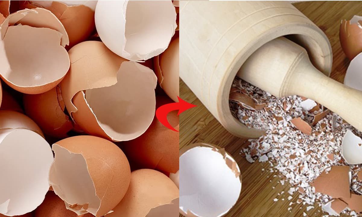95% vỏ trứng là canxi, người xưa thường giã nhỏ để chữa còi xương cho trẻ, tại sao ngày nay không dùng nữa?
