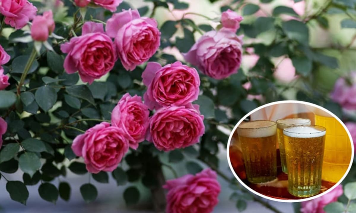View - Cho hoa hồng 'uống' thứ nước này mỗi tuần một lần, hoa nở không kịp hái, vườn nhà bạn sẽ thành cả rừng hoa