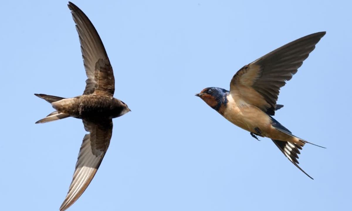 View - Chim yến có thể bay liên tục gần 1 năm mà không cần hạ cánh, vậy chúng ăn uống và giao phối ra sao?