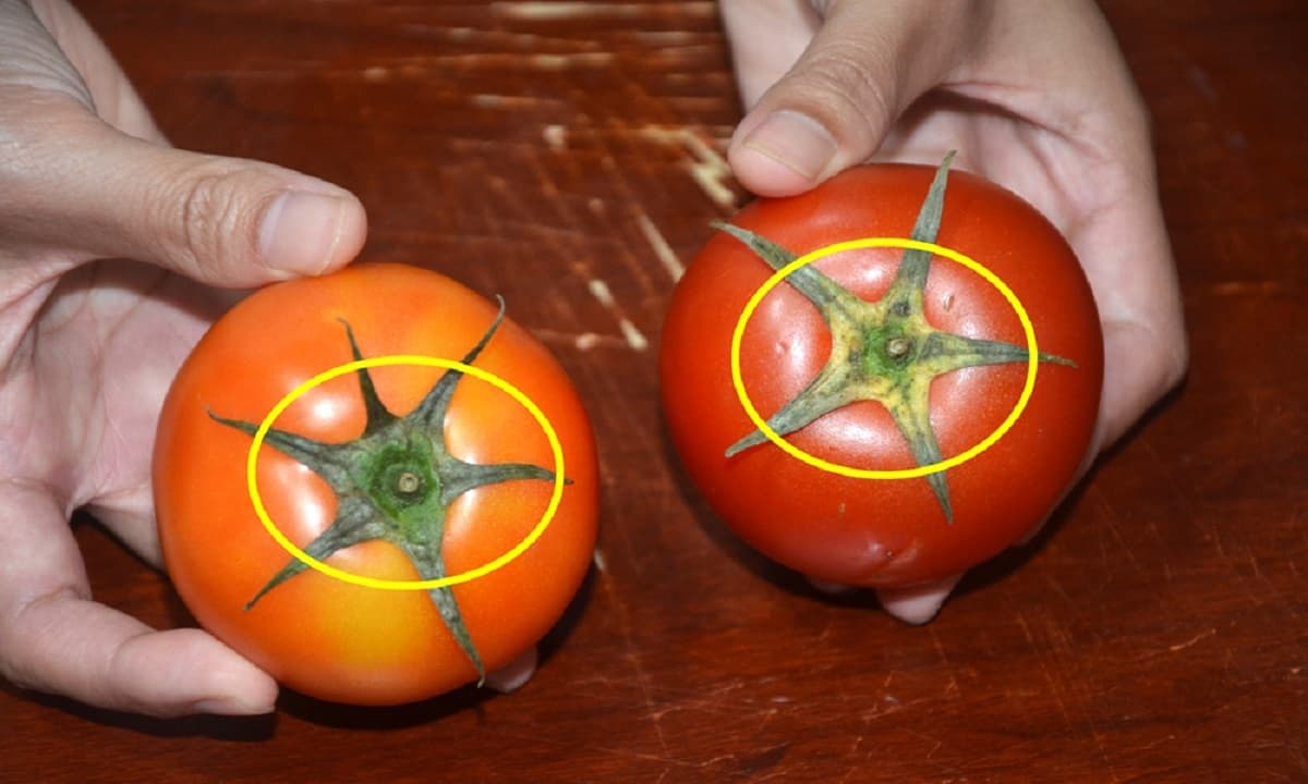 View - Mua cà chua thì nên chọn quả 'đực' hay 'cái'? Người bán tiết lộ: Nhớ điều này, quả nào cũng ngọt và mọng nước