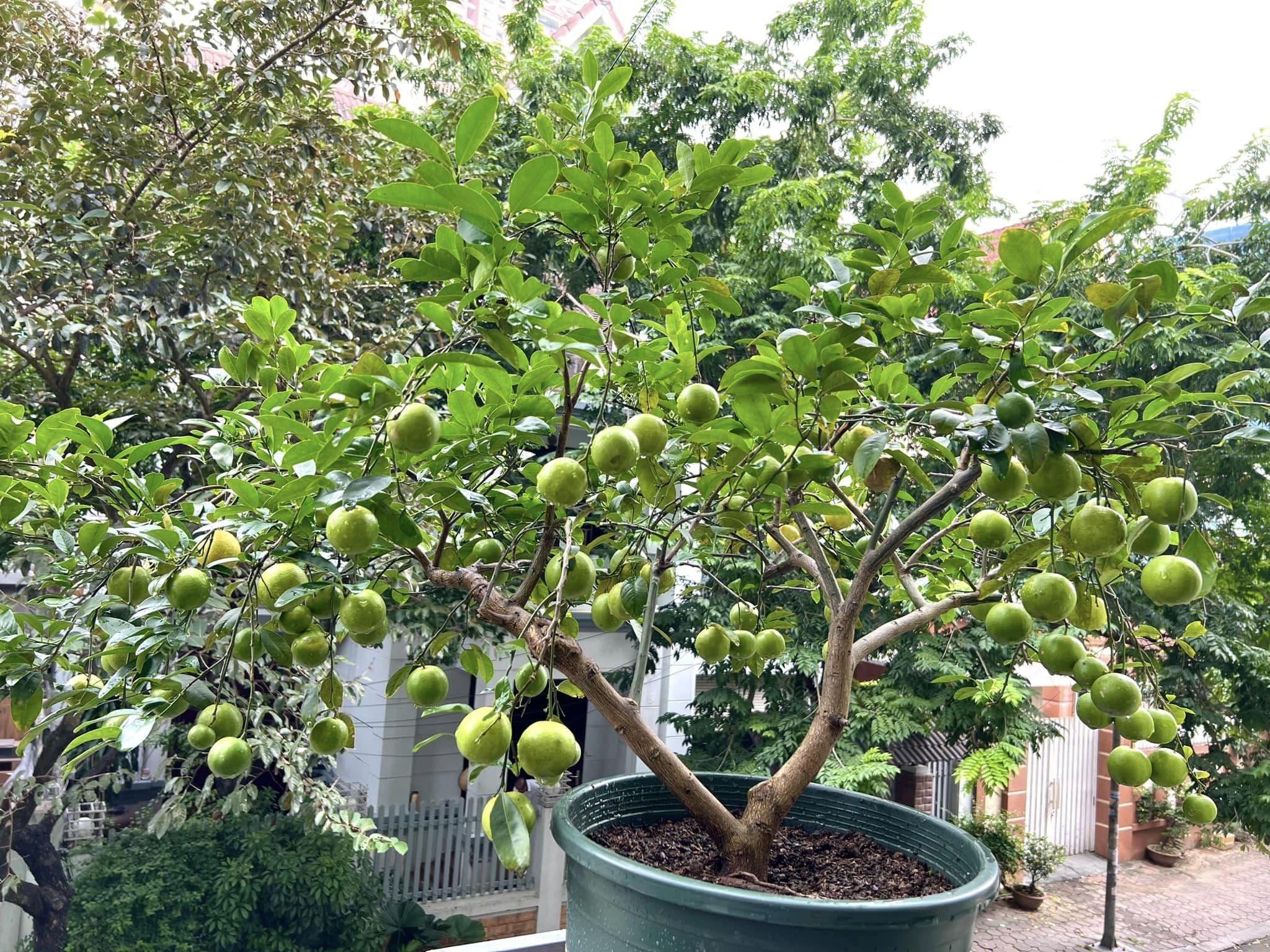 Chanh trồng trong chậu, để quả lúc lỉu, trĩu cành, bạn cần làm việc này ngay khi bước vào mùa thu đông